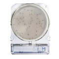 Compact Dry LM - Listeria monocytogenes