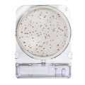 Compact Dry CC - Recuento en té